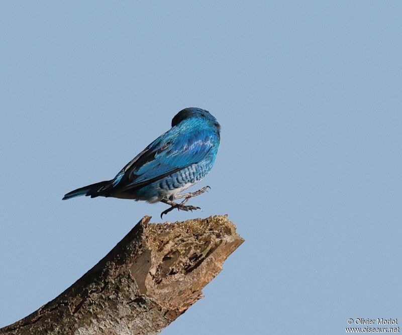 Tersine hirondelle mâle