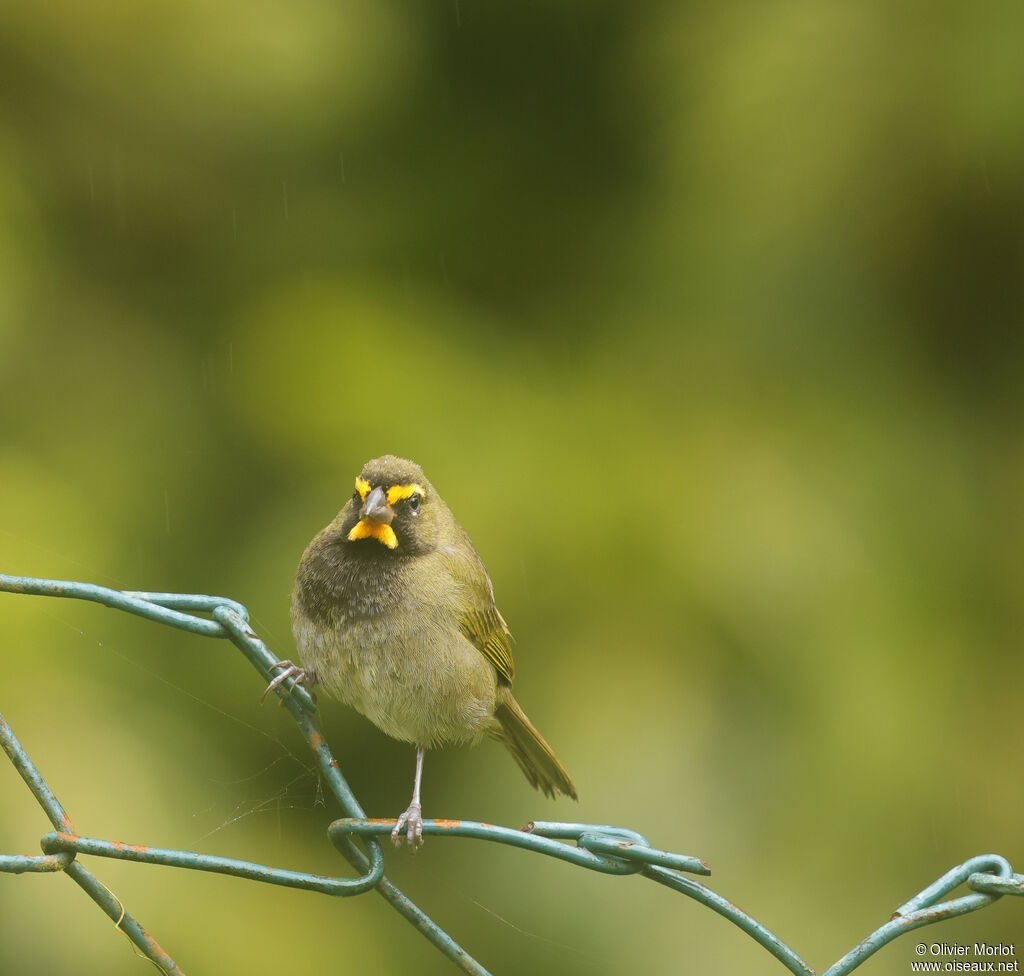 Yellow-faced Grassquit