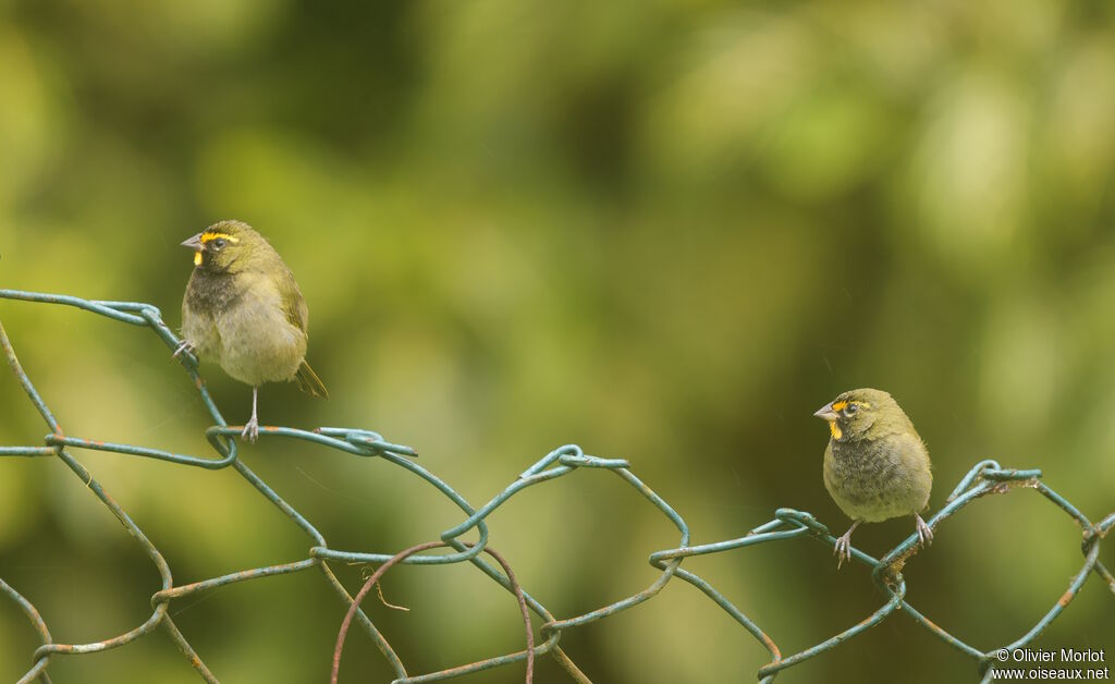 Yellow-faced Grassquit
