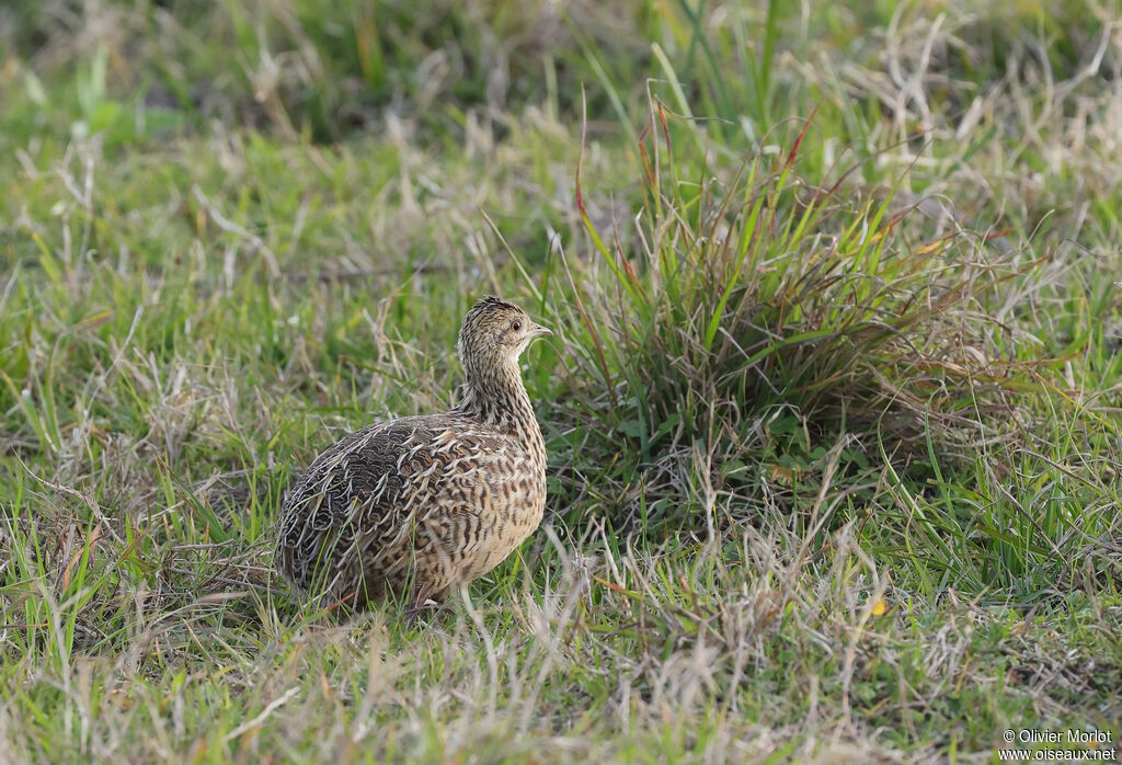 Tinamou tacheté