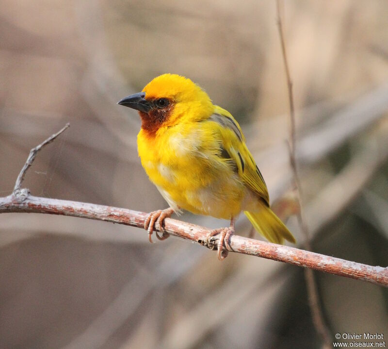 Southern Brown-throated Weaver