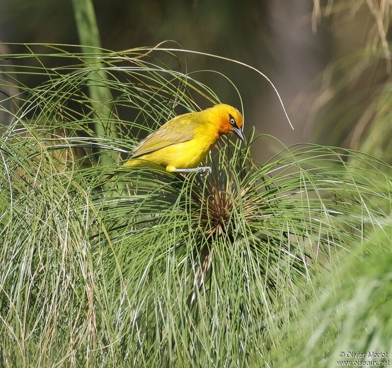 Spectacled Weaver