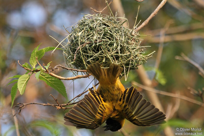 Black-headed Weaver