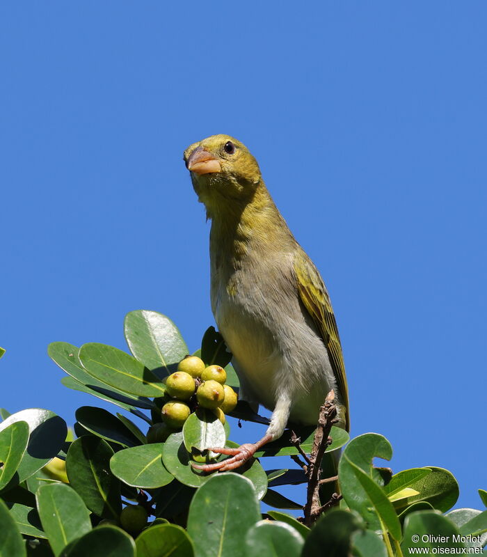 Southern Masked Weaver