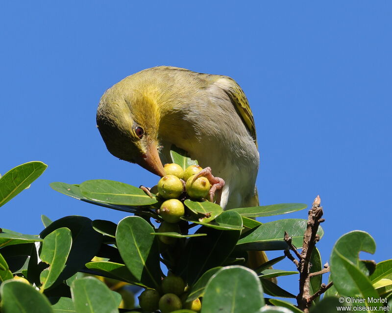 Southern Masked Weaver