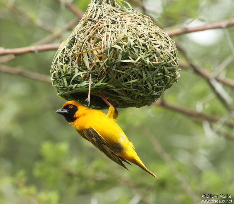 Southern Masked Weaver male