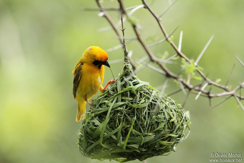 Southern Masked Weaver male