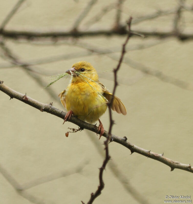 Southern Masked Weaver female