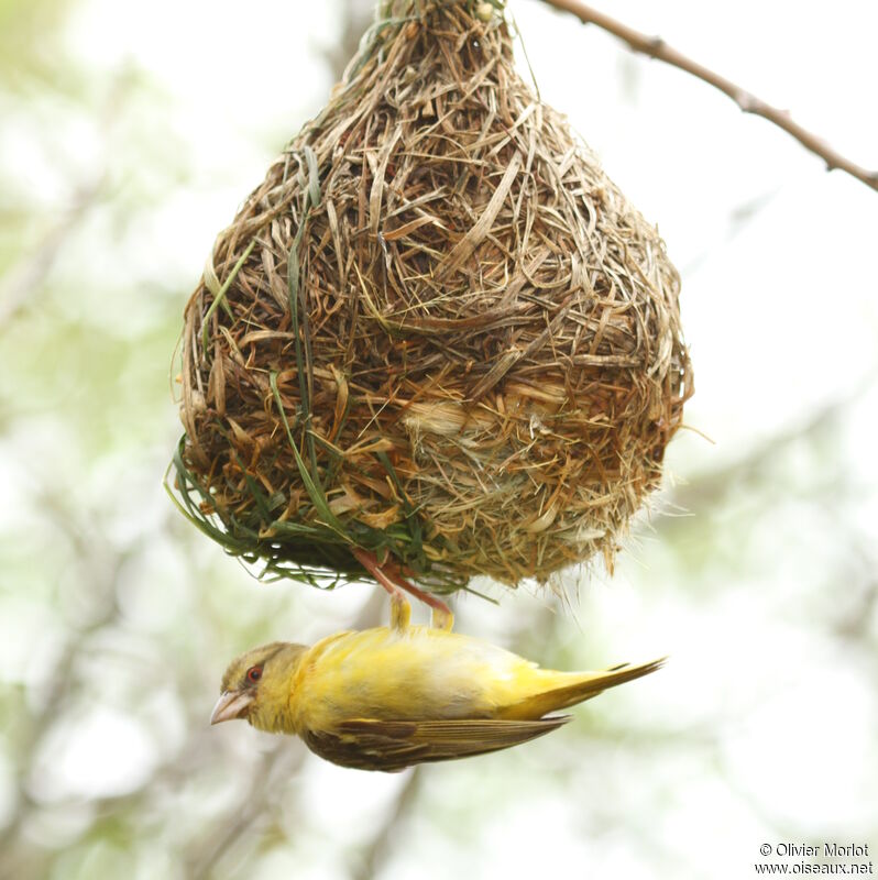 Southern Masked Weaver female