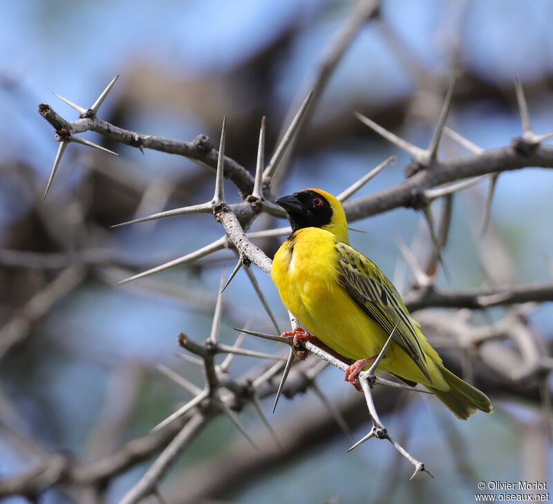 Southern Masked Weaver