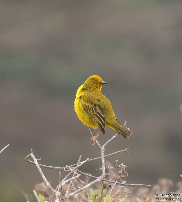 Cape Weaver