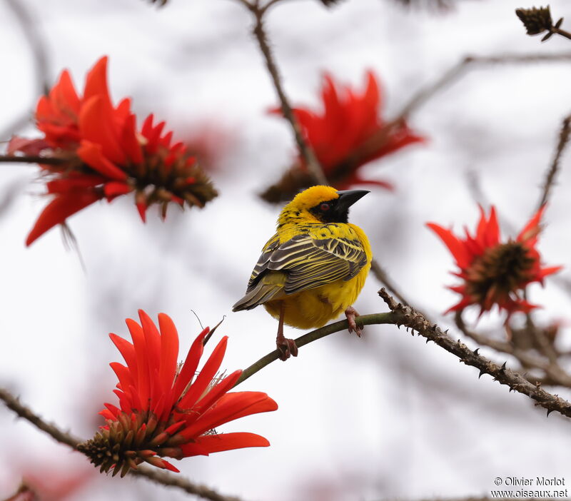 Village Weaver