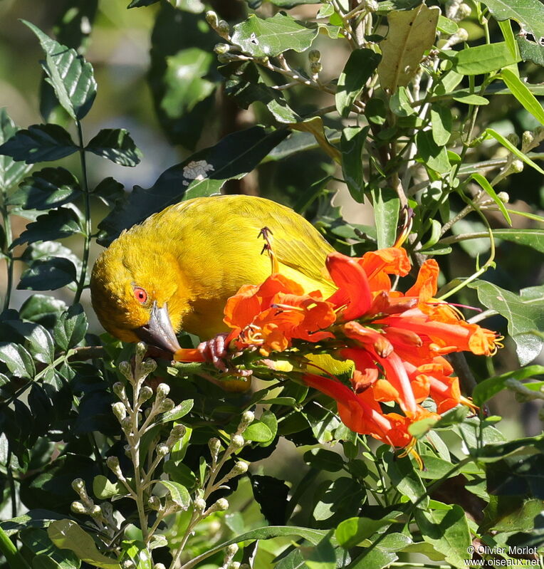 Tisserin jaune