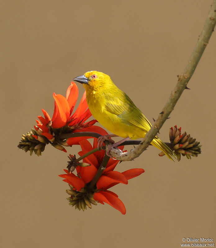 Eastern Golden Weaver