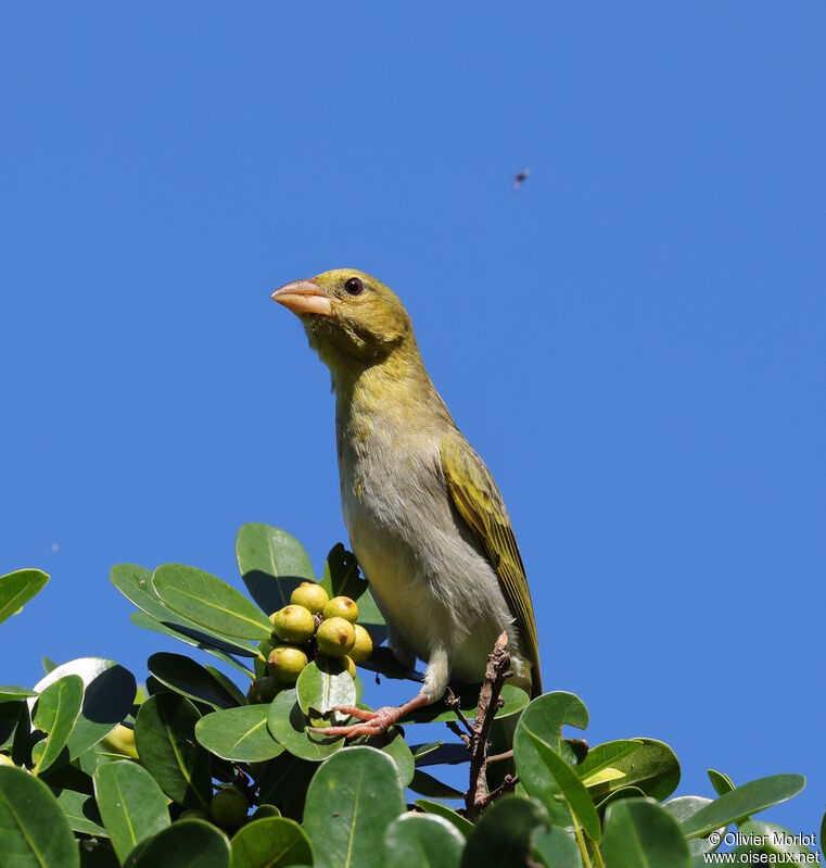 Tisserin jauneimmature