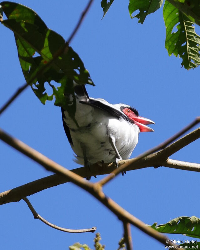 Masked Tityra