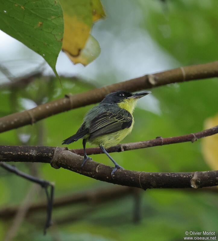 Common Tody-Flycatcher