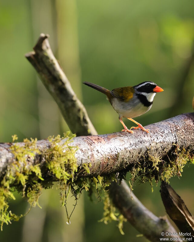 Orange-billed Sparrow