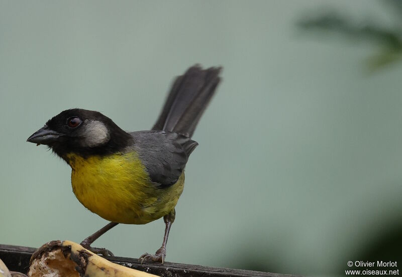 Santa Marta Brushfinch