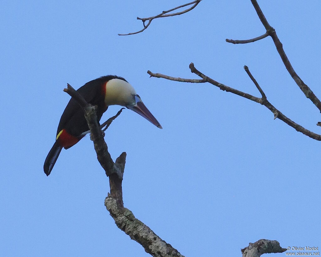 Toucan à bec rouge