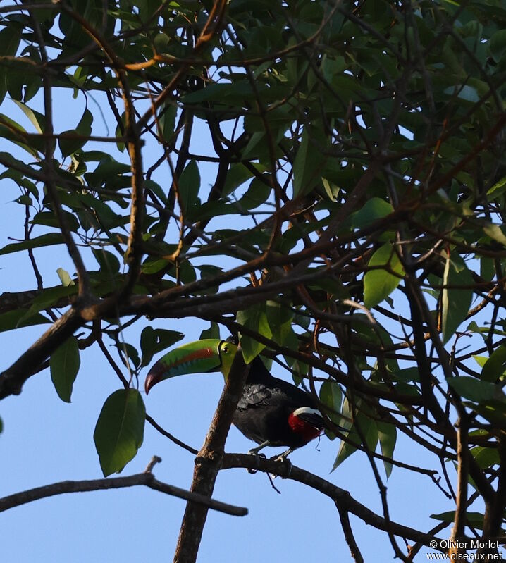 Keel-billed Toucan