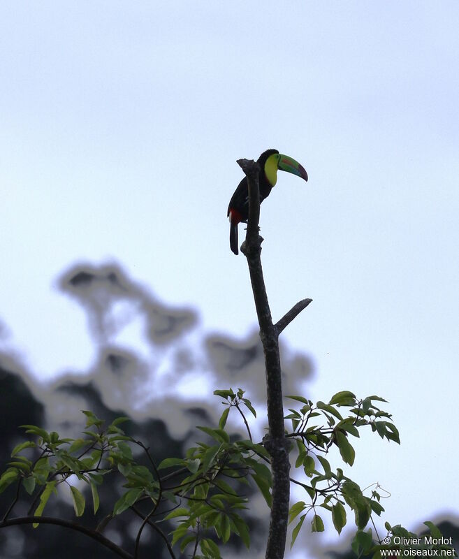 Toucan à carène