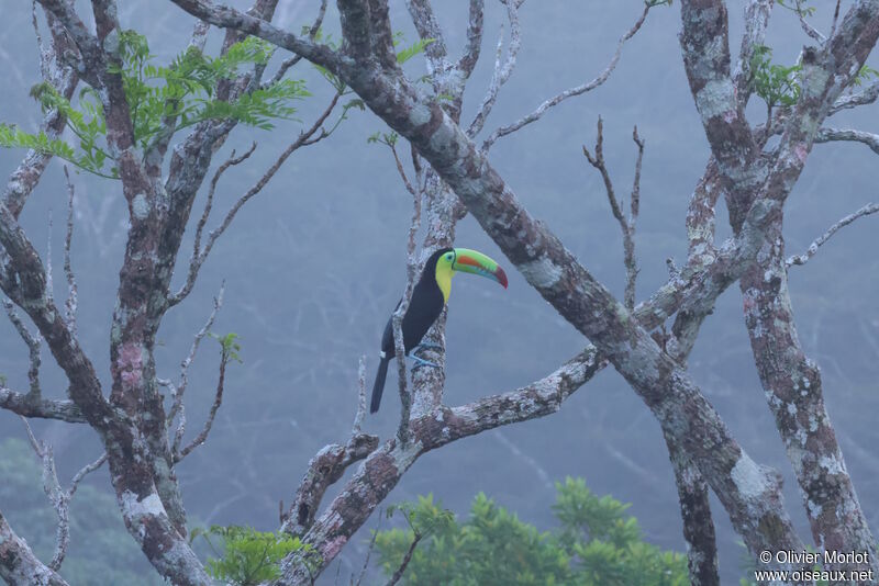 Keel-billed Toucan