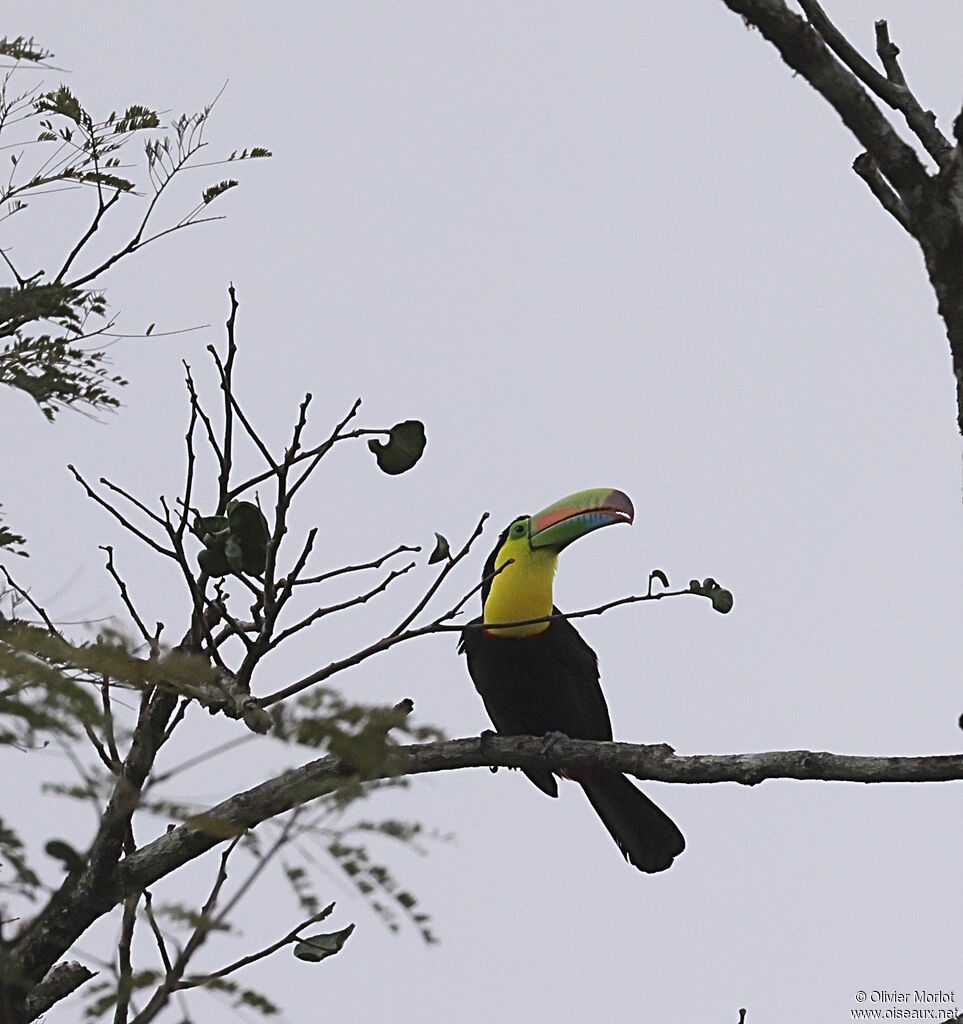 Keel-billed Toucan