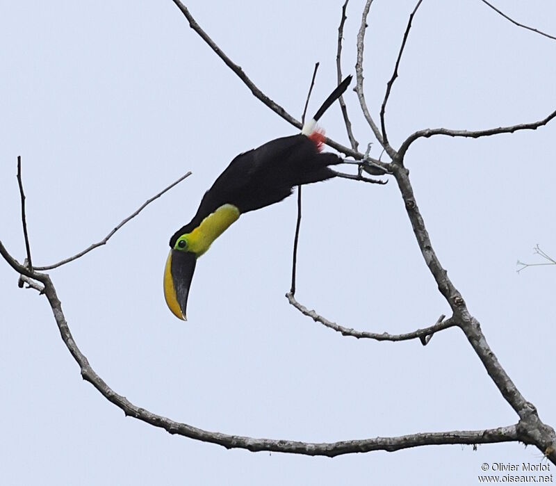 Toucan du Chocó