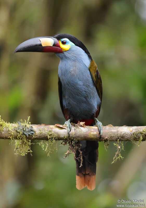 Toucan montagnard