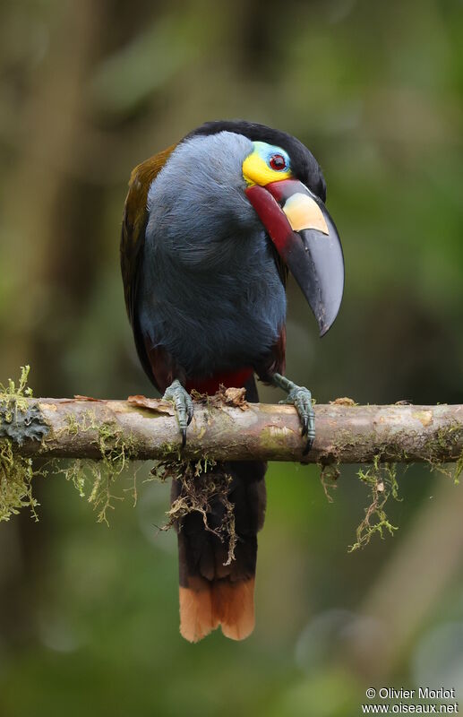 Plate-billed Mountain Toucan