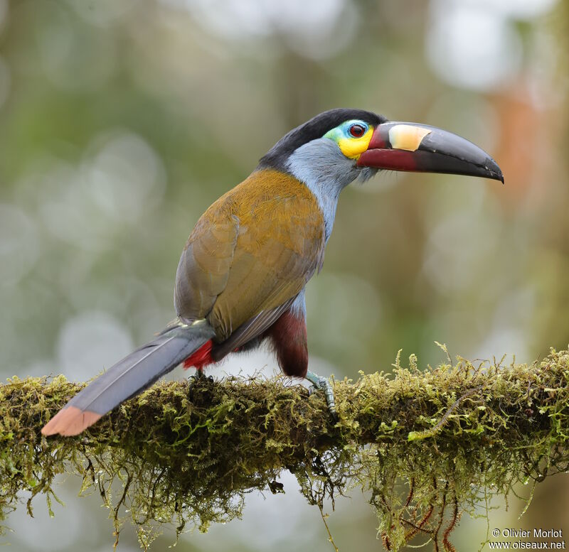 Plate-billed Mountain Toucan