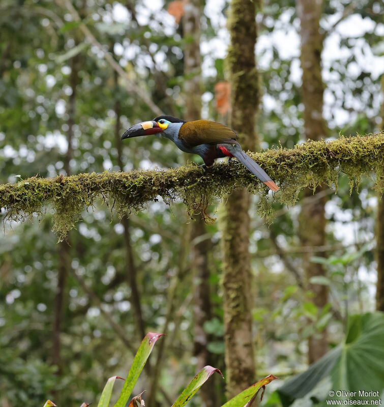 Plate-billed Mountain Toucan