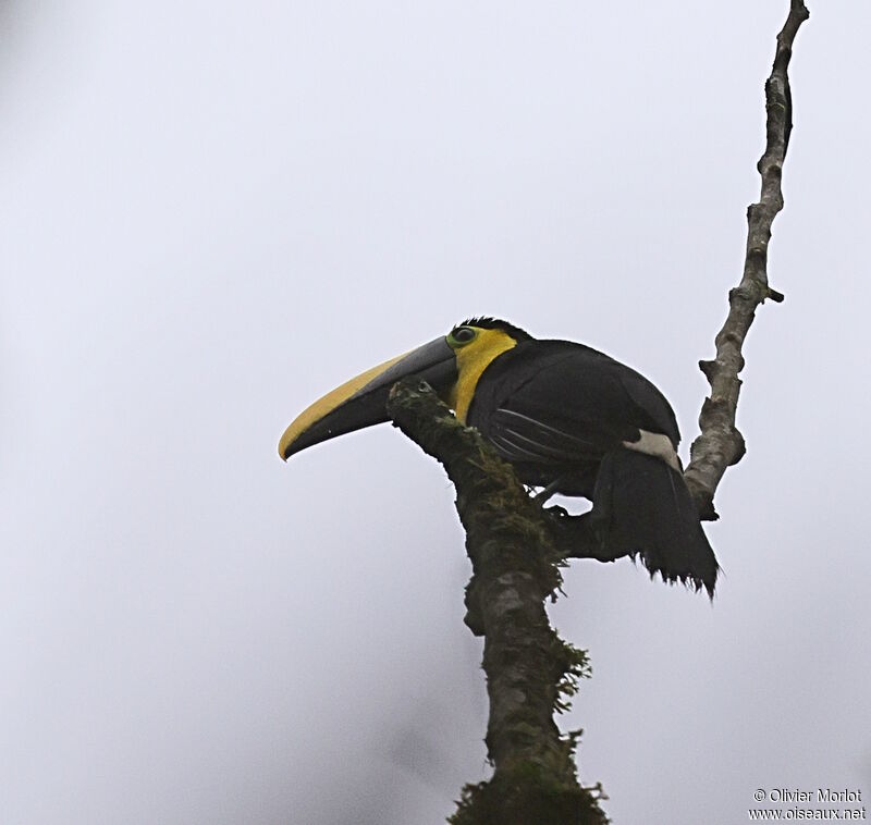 Yellow-throated Toucan