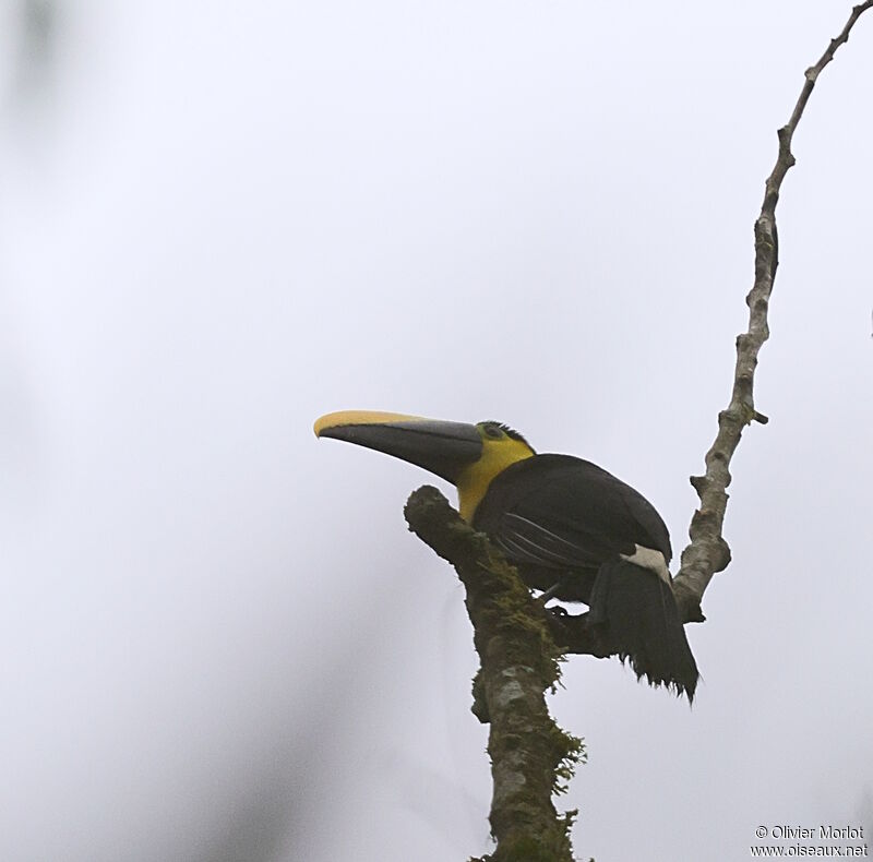 Yellow-throated Toucan