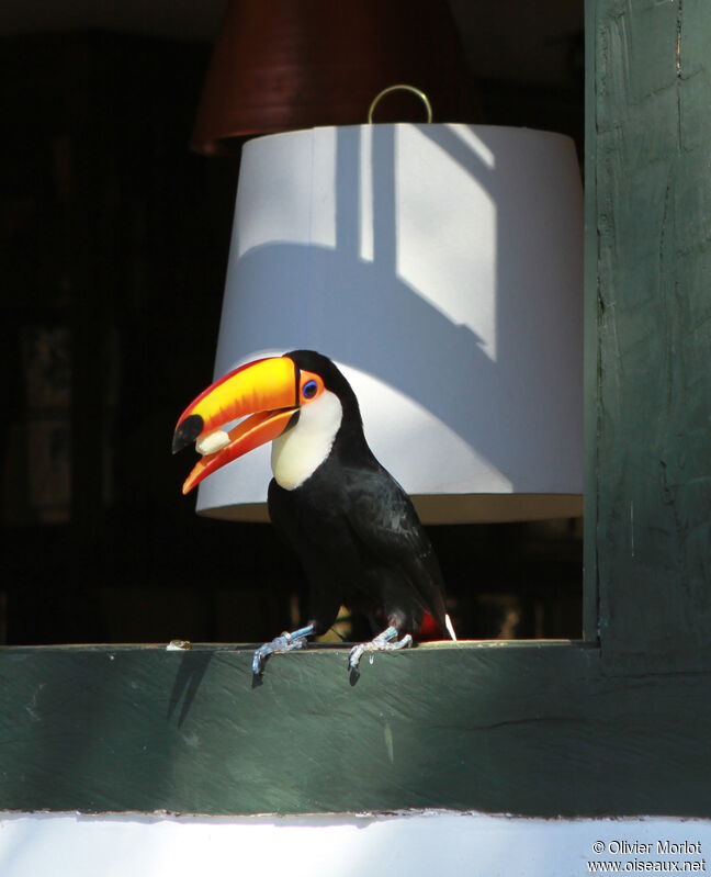 Toco Toucan