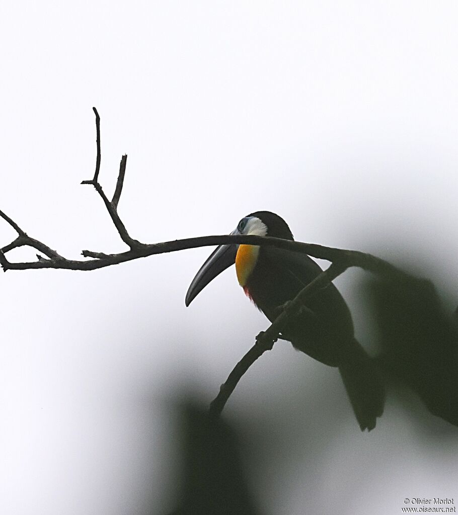 Channel-billed Toucan