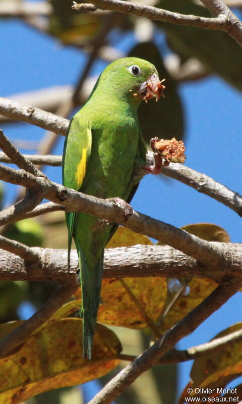 Yellow-chevroned Parakeet