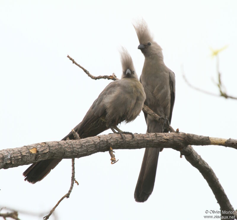 Grey Go-away-bird