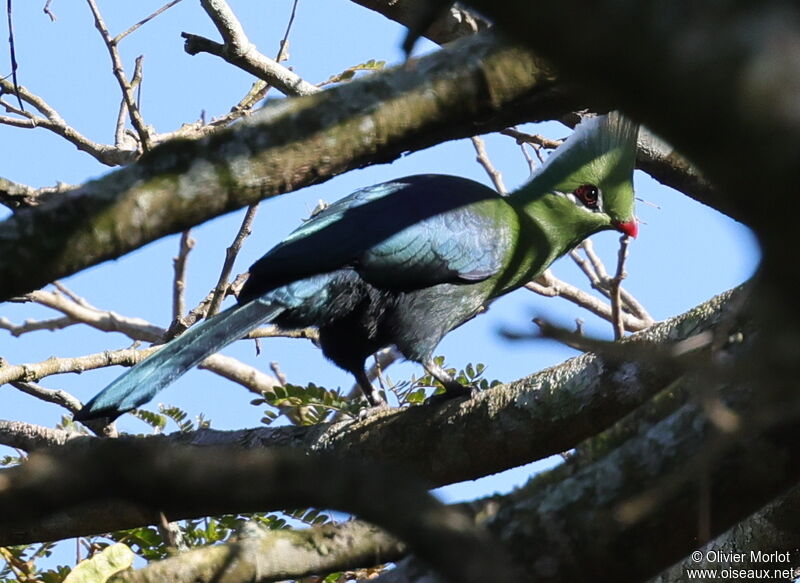 Touraco de Livingstone