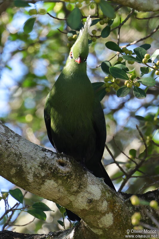 Livingstone's Turaco