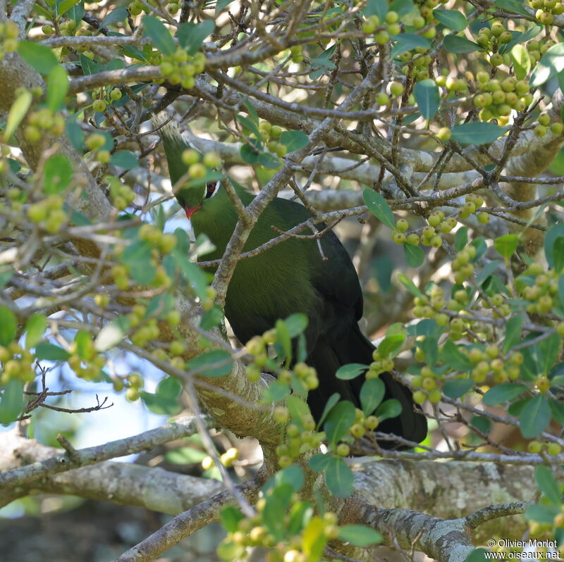 Livingstone's Turaco