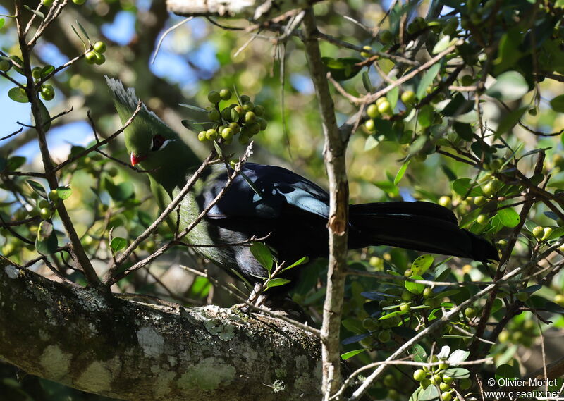 Livingstone's Turaco