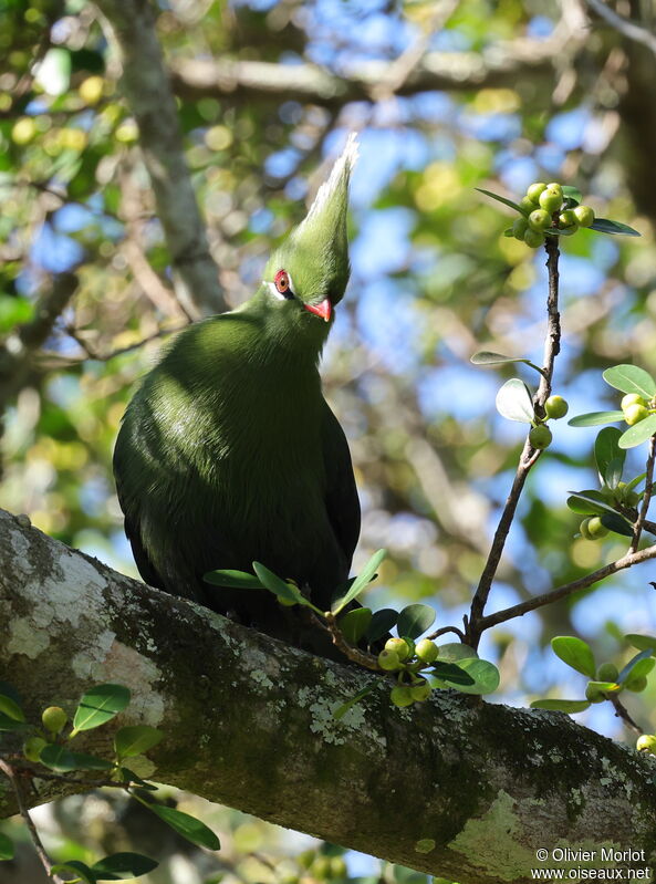 Touraco de Livingstone