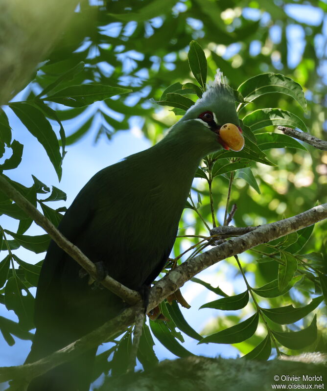 Livingstone's Turaco