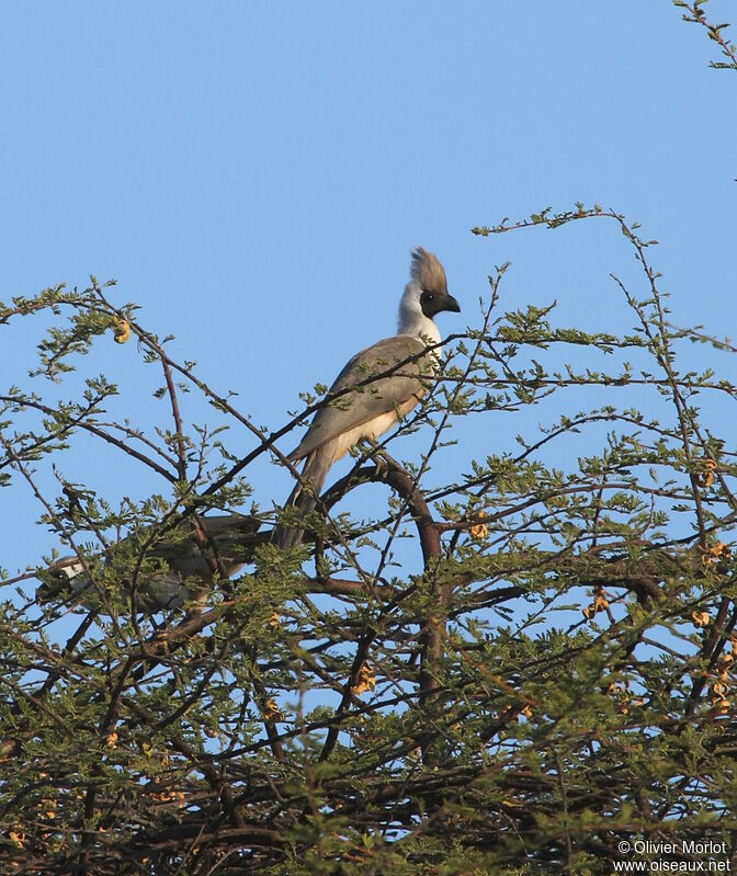 Touraco masqué