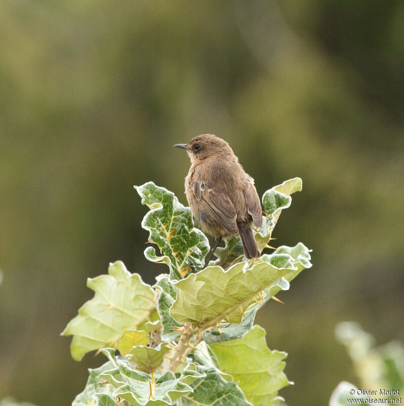 Moorland Chat