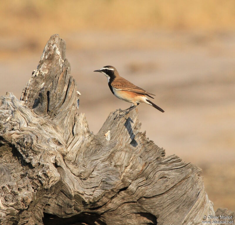 Capped Wheatear