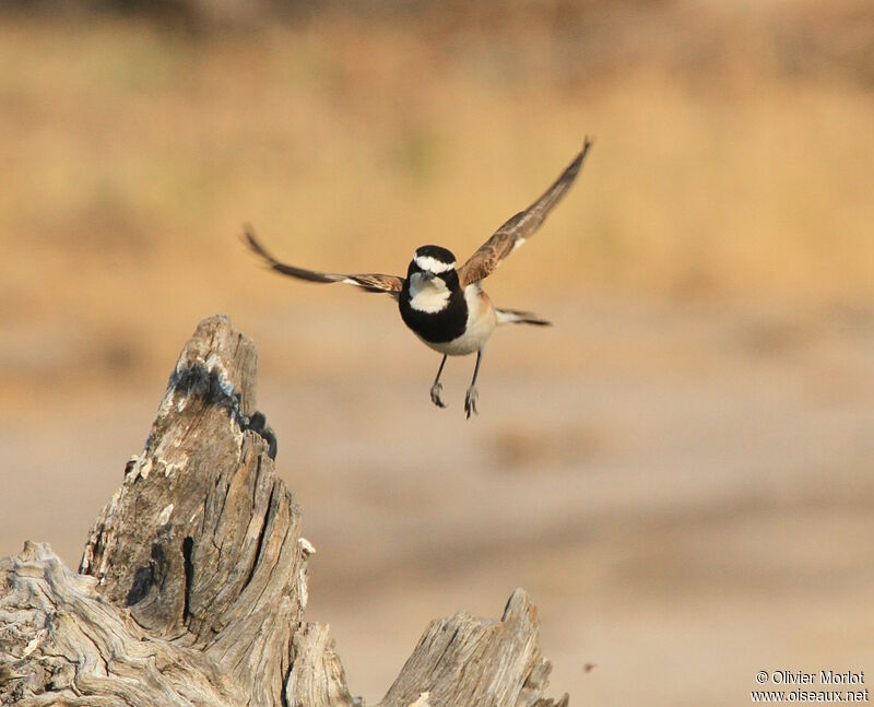 Capped Wheatear