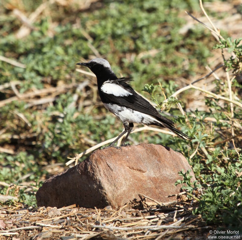 Mountain Wheatear